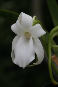 Angraecum magdalenae