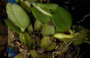 Dendrobium crenulatum