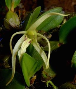 Dendrobium crenulatum