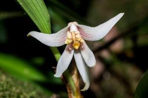 Campanulorchis longipes