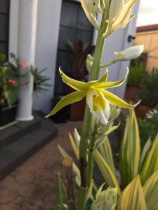 Phaius tankervilleae var. bernaysii