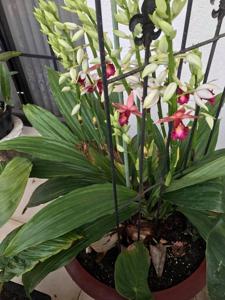 Phaius tankervilleae var. australis