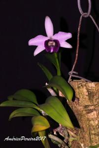 Cattleya bicalhoi