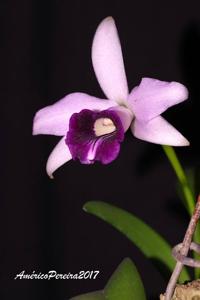 Cattleya bicalhoi