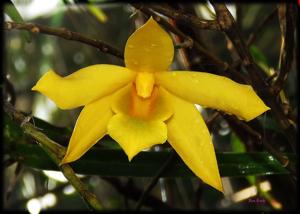 Dendrobium hancockii