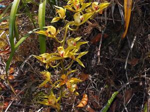 Cymbidium lowianum