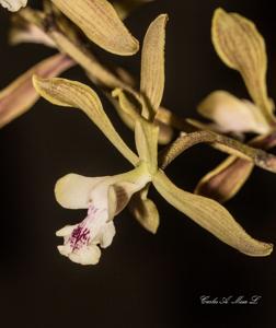 Encyclia guatemalensis