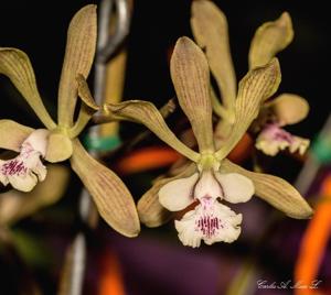 Encyclia guatemalensis