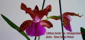 Cattleya bicolor subsp. minasgeraensis