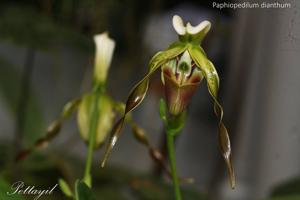 Paphiopedilum dianthum