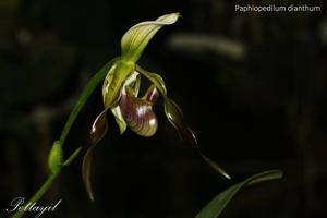 Paphiopedilum dianthum