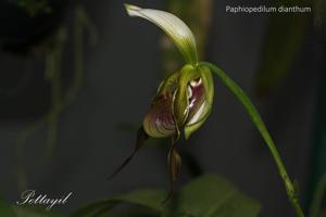 Paphiopedilum dianthum