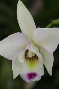 Laelia anceps