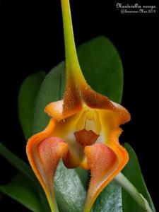 Masdevallia norops