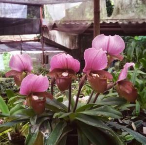 Paphiopedilum charlesworthii