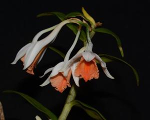 Dendrobium chapaense