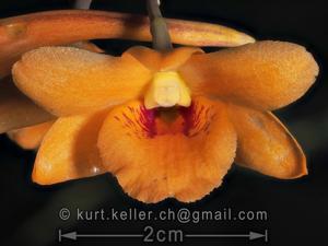 Dendrobium crocatum