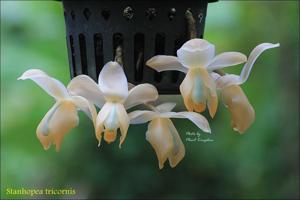 Stanhopea tricornis