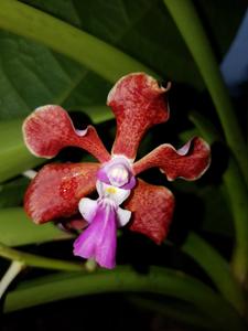 Vanda tricolor var. tricolor