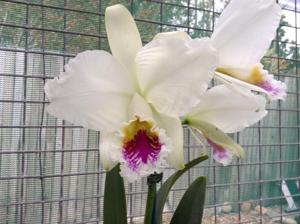 Cattleya mossiae