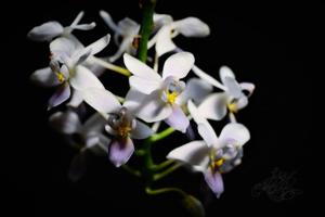 Phalaenopsis equestris