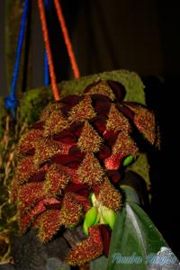 Bulbophyllum phalaenopsis