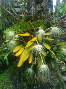 Bulbophyllum medusae