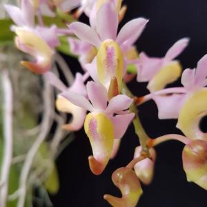 Aerides odorata