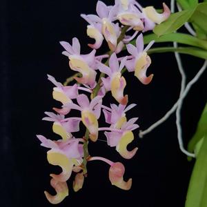 Aerides odorata