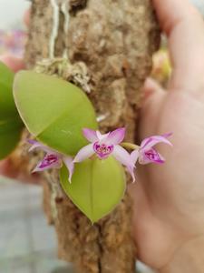 Meiracyllium trinasutum