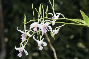 Dendrobium antennatum