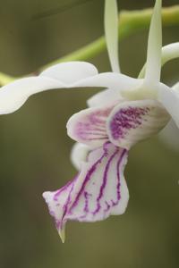 Dendrobium antennatum