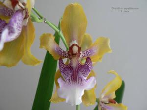 Oncidium wyattianum