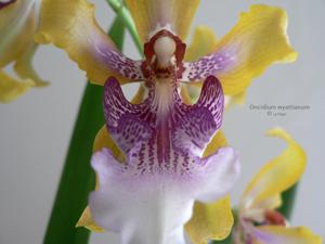 Oncidium wyattianum