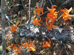 Dendrobium unicum