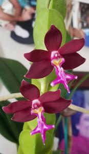 Trichoglottis atropurpurea