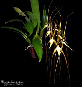 Brassia arcuigera