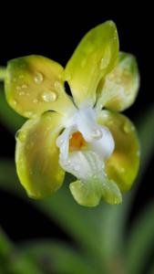 Vanda denisoniana