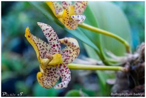 Bulbophyllum baileyi
