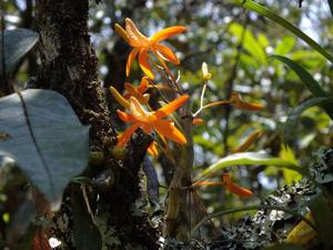 Dendrobium unicum