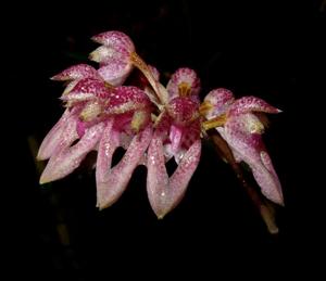 Bulbophyllum fenestratum