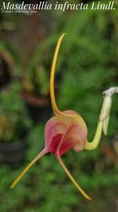 Masdevallia infracta