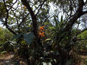 Dendrobium unicum