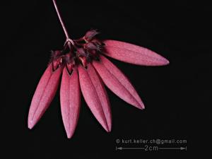 Bulbophyllum acuminatum