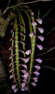 Dendrobium polyanthum