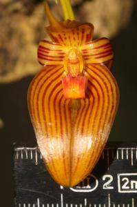 Bulbophyllum membranifolium subsp. inunctum