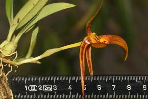 Bulbophyllum membranifolium subsp. inunctum