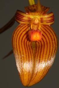 Bulbophyllum membranifolium subsp. inunctum