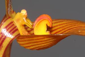 Bulbophyllum membranifolium subsp. inunctum