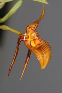 Bulbophyllum membranifolium subsp. inunctum